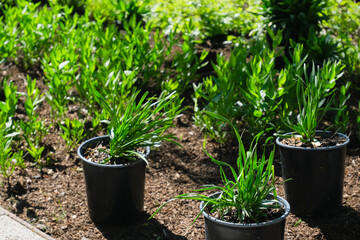 plant in a pot seedling in a garden soil, landscaping and gardening