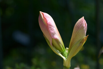 アマリリスの蕾