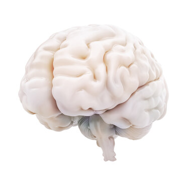 brain isolated