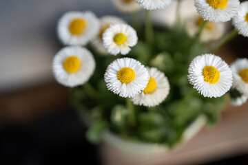 Obraz premium daisies in a vase