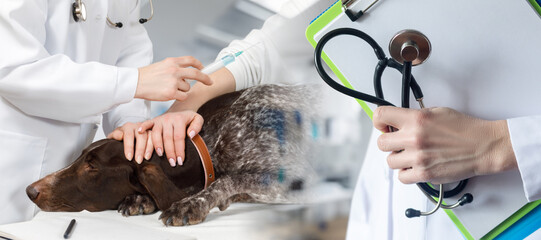 The concept of diagnosis and treatment of dogs.