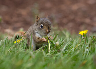 Baby squirrel eating dandelion seeds.