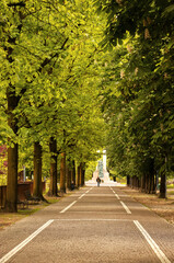Tree-lined avenue in the Allea park in Novara.