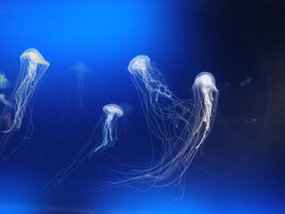 jellyfish in the sea