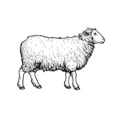 Sheep sketch style, hand drawn illustration. Side view. Farm animal retro engraved style vector drawing.