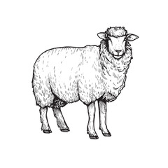 Sheep sketch style, hand drawn illustration. Farm animal retro engraved style vector drawing.