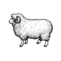 Sheep, ram, mutton sketch style, hand drawn illustration. Side view. Farm animal retro engraved style vector drawing.