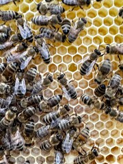 A colony of honeybees actively working on a honeycomb, highlighting the intricate and organized nature of beekeeping and honey production.