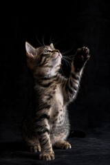 Fototapeta premium A kitten is standing on a black surface and is looking up at the camera