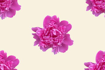 pattern background with pink peony flowers cutouts