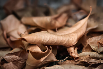 Dry leaves. A pile of dry leaves close-up. Natural abstraction. Selective focus