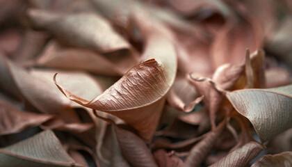 Dried leaves. A pile of dry leaves. Selective focus