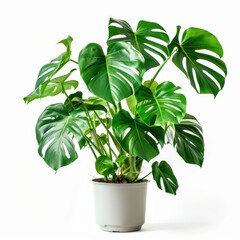 House Leaf. Green Monstera Plant in Modern White Pot, Indoor Home Decor
