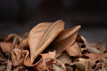 Dry leaves. Pile of dry leaves close up