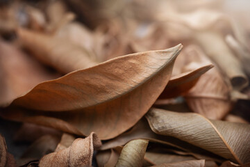 Dried leaves. Pile of dry leaves close up