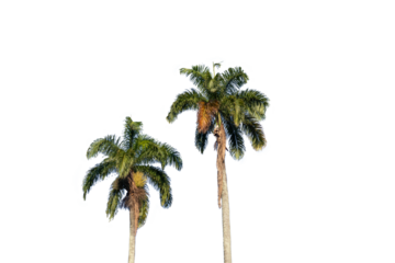Green palm trees in a blue sky with space for text, large green branches on palm tree against the sky in the tropics in the morning sun, image isolated on transparent background, Rio de Janeiro, Brazi