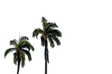 Green palm trees in a blue sky with space for text, large green branches on palm tree against the...