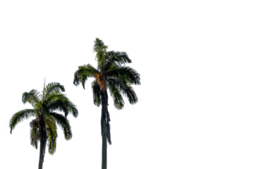 Green palm trees in a blue sky with space for text, large green branches on palm tree against the sky in the tropics in the morning sun, image isolated on transparent background, Rio de Janeiro, Brazi