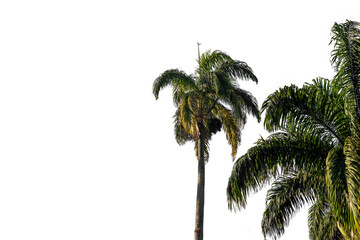 Obraz premium Green palm trees in a blue sky with space for text, large green branches on palm tree against the sky in the tropics in the morning sun, image isolated on transparent background, Rio de Janeiro, Brazi