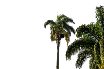 Green palm trees in a blue sky with space for text, large green branches on palm tree against the sky in the tropics in the morning sun, image isolated on transparent background, Rio de Janeiro, Brazi