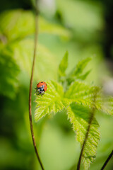 ladybug on leaf