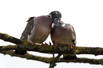 Two turtledoves sitting on a branch