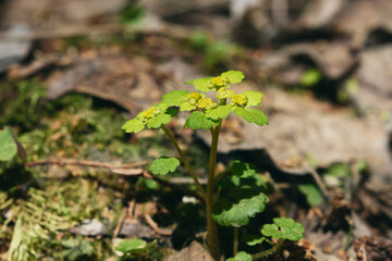 Chrysosplenium alternifolium by the Olterudelva River, Toten, Norway, in May.