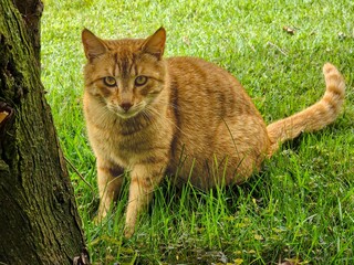 Obraz premium Young Ginger Cat