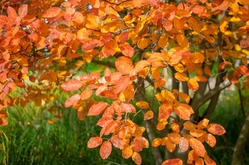 Amelanchier lamarckii shadbush colorful autumnal shrub branches full of beautiful red orange yellow...