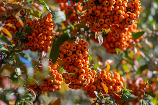 Pyracantha coccinea scarlet firethorn ornamental shrub, orange group of fruits hanging on autumnal shrub