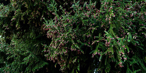 Fototapeta premium LIla Tannenzapfen