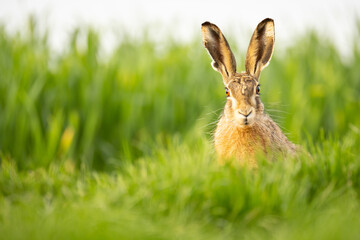 Feldhase im Gras schaut einen direkt an