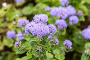 Obraz premium Purple flowers at the Duke Of Terceira Garden.