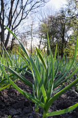 Fototapeta premium Green rows of sprouts of young onions all over the background on the ground. Summer natural background