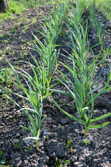 Rows of green growing onions in perspective on a plantation