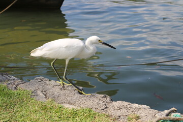 Gar&ccedil;a. Ave de plumagem branca