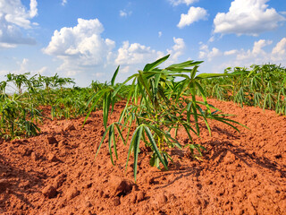 Ro&ccedil;a de Mandioca Planaltina do Paran&aacute; - PR - Brazil Mostrando 1 p&eacute; de Mandioca e um fundo de c&eacute;u azul