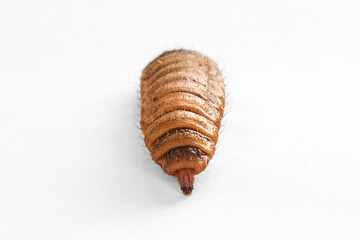 Edible larva of the black soldier fly on a white background