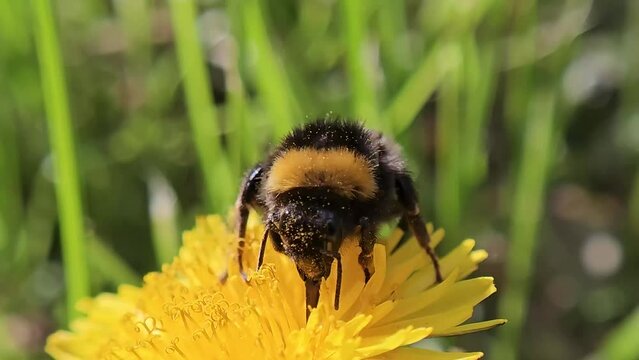 A bumblebee in the pollen of a yellow dandelion. The yellow dandelion blooms beautifully, and the bumblebee collects honey from the flower