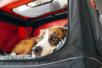 Closeup of mixed breed dog relaxing in travel bed