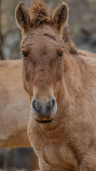 The graceful and gentle walk of the Przewalski's horse count over the plain is a beautiful and light spectacle.head of prezwalski s horse
