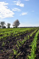 Obraz premium Rows of green growing wheat in perspective on a plantation on the ground