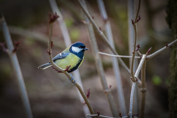 The titmouse looks into the beautiful environment