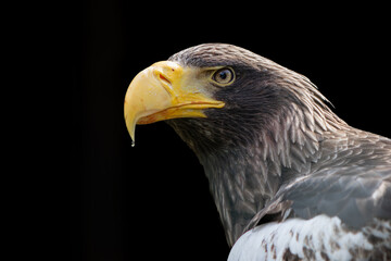 Sea eagle,Haliaeetus albicilla , sharp, good texture, water on beak , black background