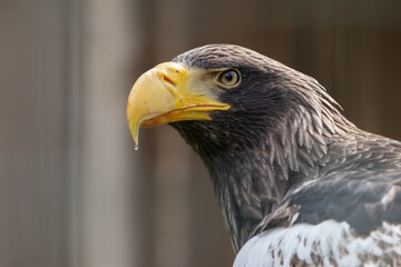 Sea eagle eye and beak detail blurred background color is green sharp eye
