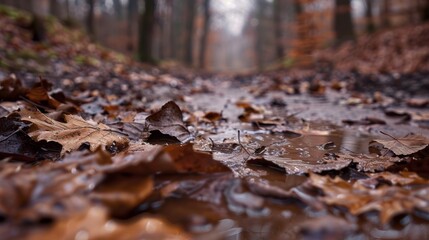 Soggy brown leaves litter the thawing ground revealing the hidden landscape underneath.