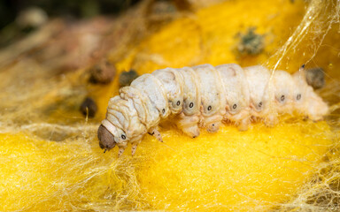 macro close up of a silkworm spinning the cocoon (Bombyx mori - domestic silk moth)