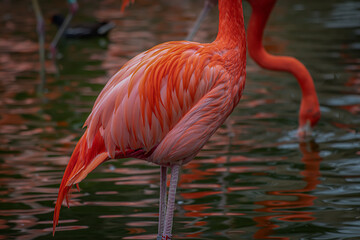 Flamingo skin,PHOENICOPTERUS RUBER RUBER- skin -sharp ,good texture 