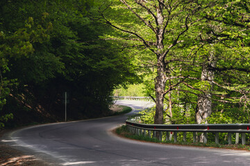 A winding road curves gracefully through a lush, sunlit forest with tall trees casting shadows on the pavement.