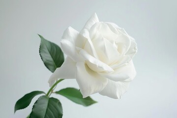 delicate pure white rose blossom isolated on white floral photo illustration